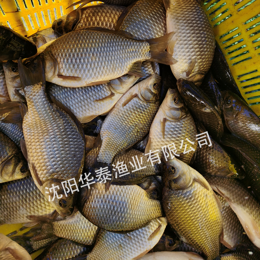 &#20048;&#40060;&#25163;&#26426;&#30331;&#24405;&#20837;&#21475;&#45;&#20048;&#40060;&#65288;&#20013;&#22269;&#65289;