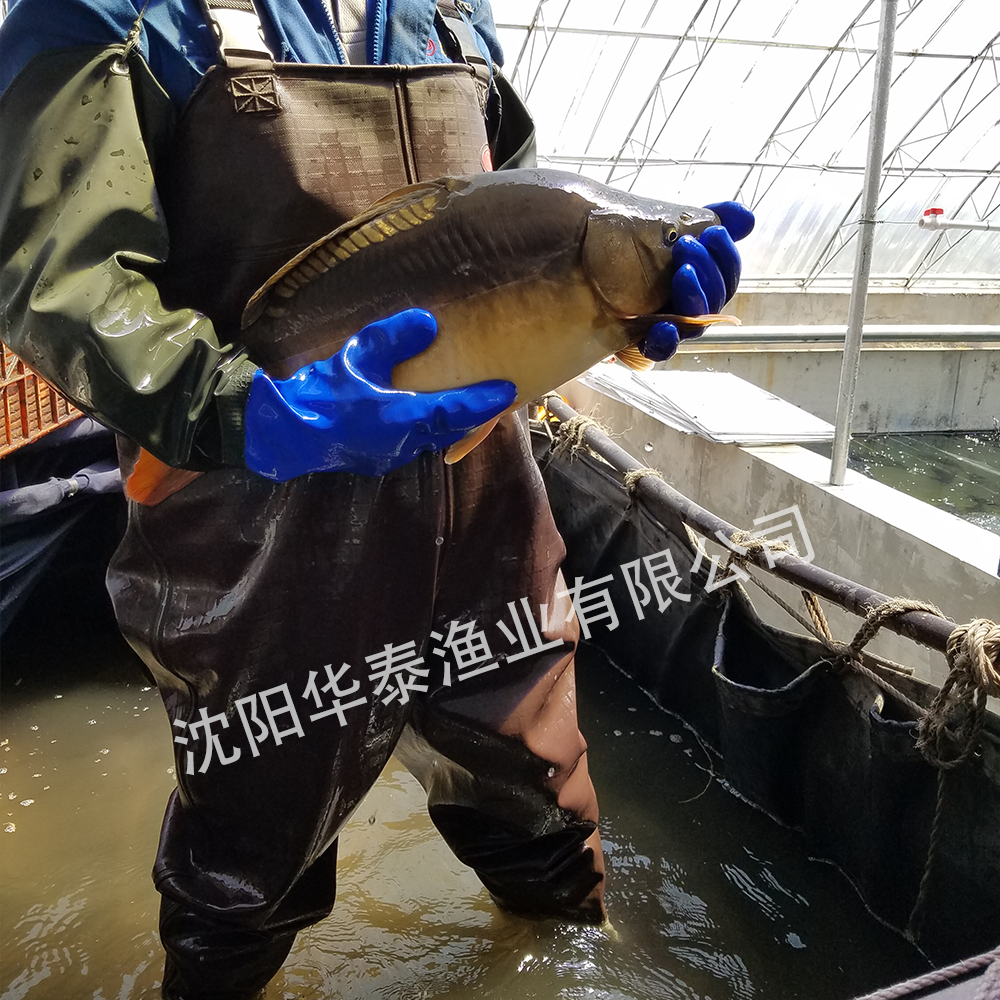 &#20048;&#40060;&#25163;&#26426;&#30331;&#24405;&#20837;&#21475;&#45;&#20048;&#40060;&#65288;&#20013;&#22269;&#65289;