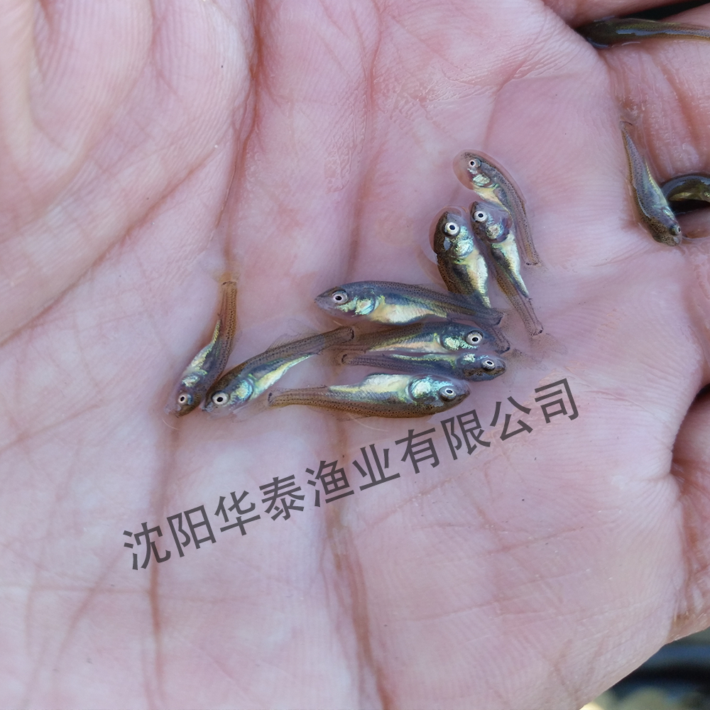 &#20048;&#40060;&#25163;&#26426;&#30331;&#24405;&#20837;&#21475;&#45;&#20048;&#40060;&#65288;&#20013;&#22269;&#65289;